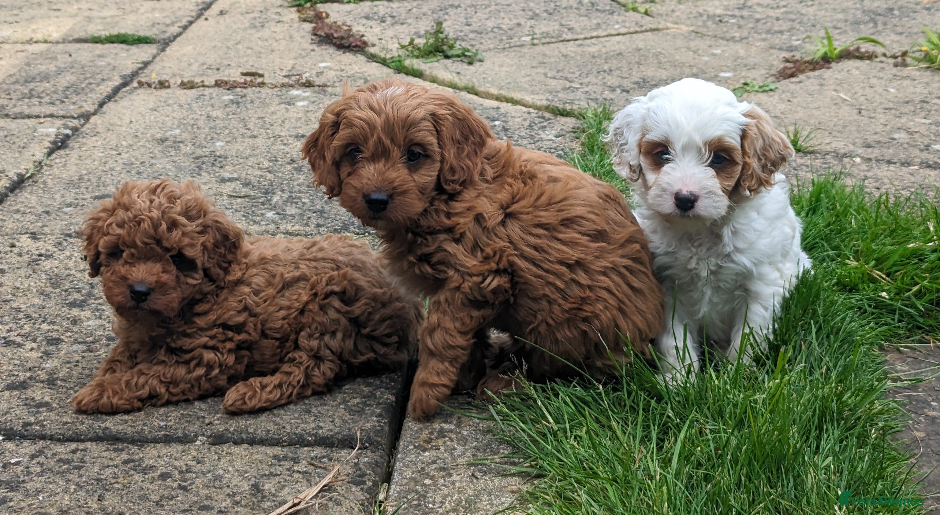 Cavapoo dogs 4 Cavapoo pups due 15 March - pics previous litter - Advert 1
