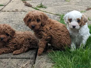 Cavapoo dogs 4 Cavapoo pups due 15 March - pics previous litter - Advert 1