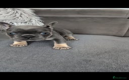 French Bulldog dogs for sale: Beautiful litter of French Bulldog puppies  - Advert 6