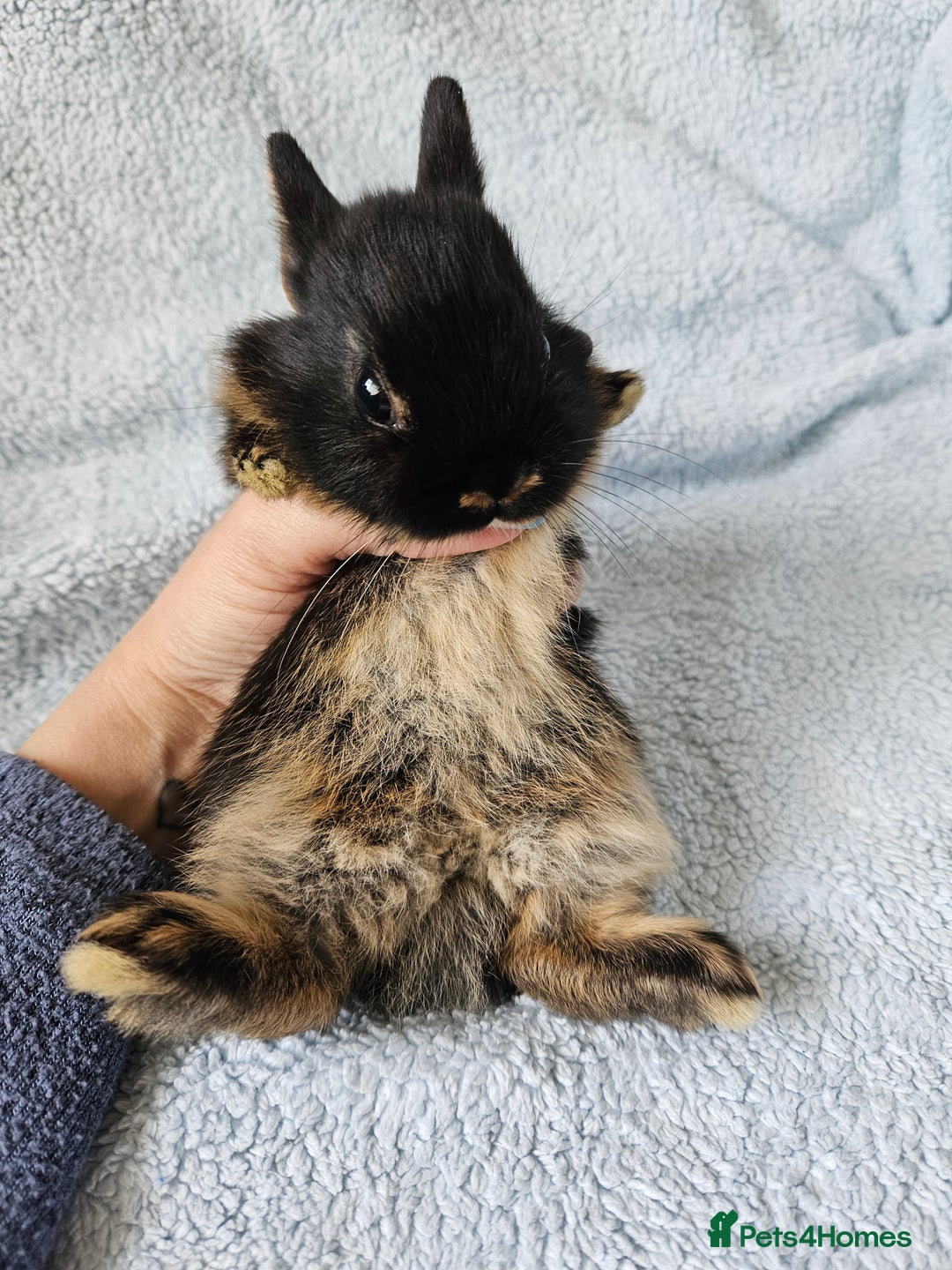 Netherland Dwarf rabbits for sale: Netherland dwarf bunnies  - Image 16