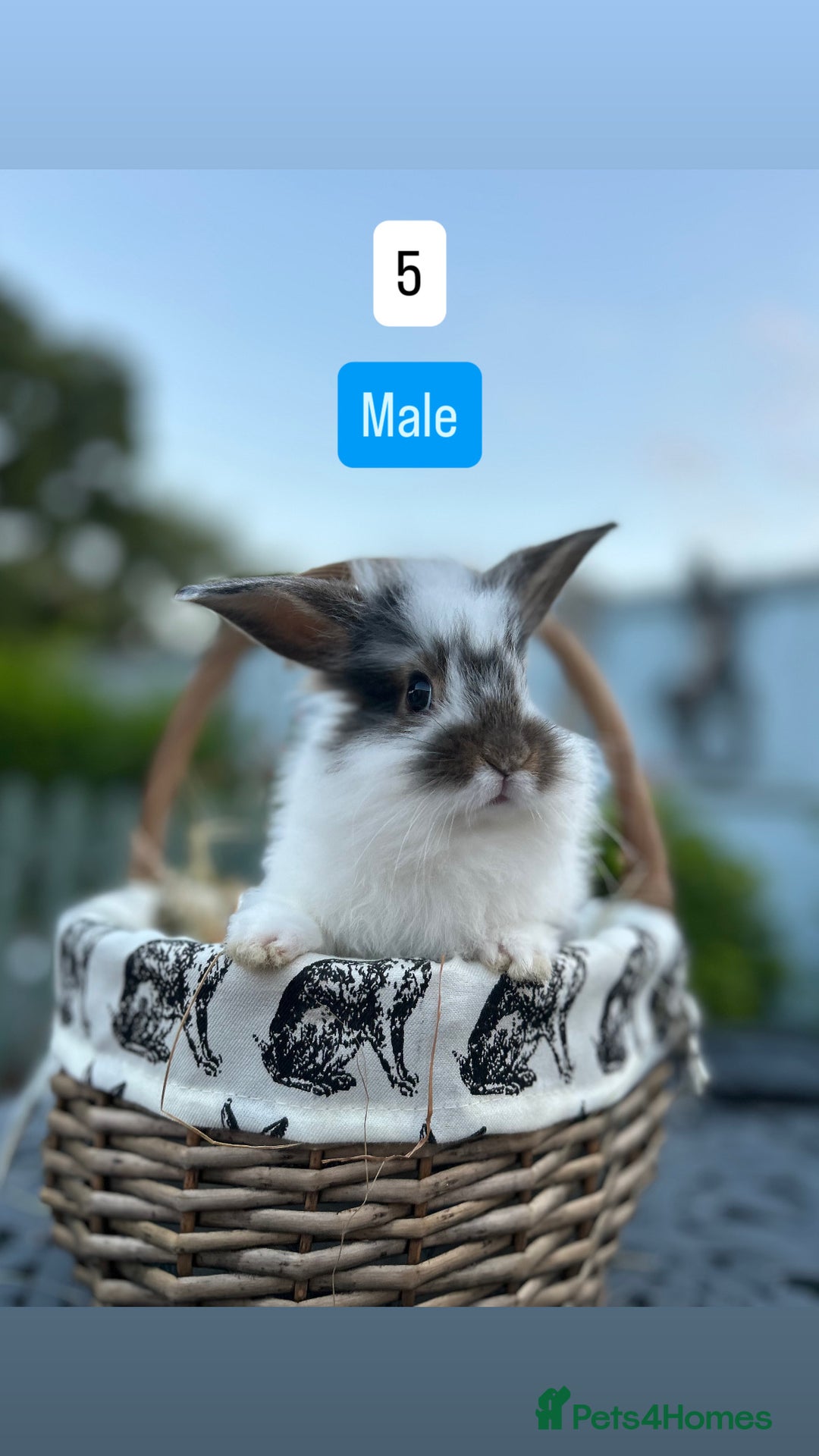 Mini Lop rabbits for sale: Baby Rabbits (Ready To Leave Now) - Image 5