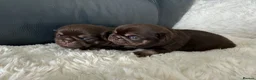 Pug dogs for sale: Kc chocolate and tan pug puppies  - Advert 24