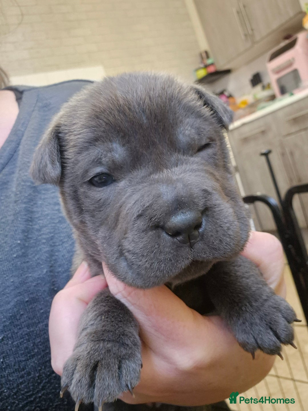 Mixed Breed dogs for sale: Tiny little happy accidents  - Advert 5