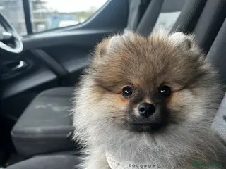 Pomeranian dogs Cream Sable Pomeranian - Advert 1