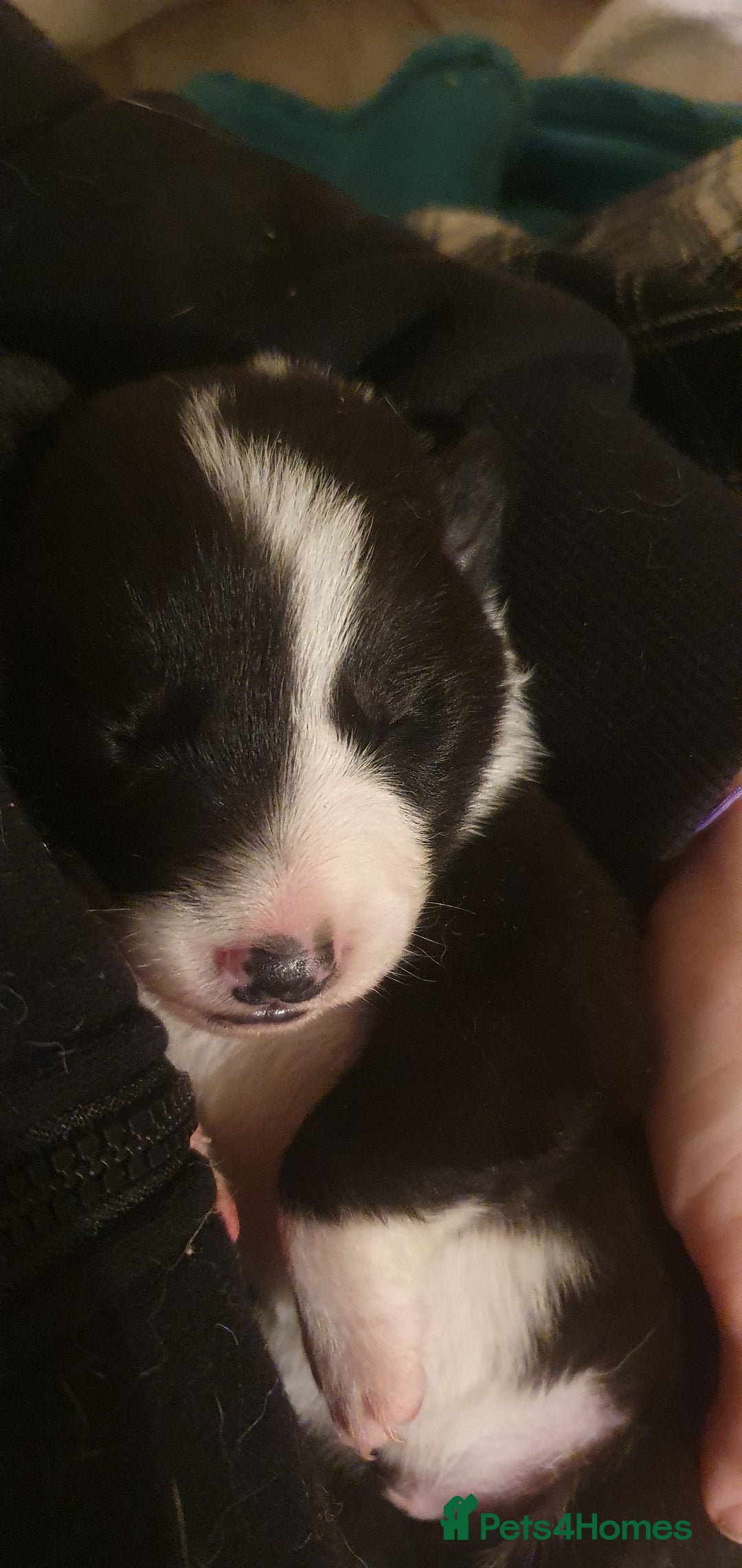 Border Collie dogs for sale: Border Collie puppies - Advert 12