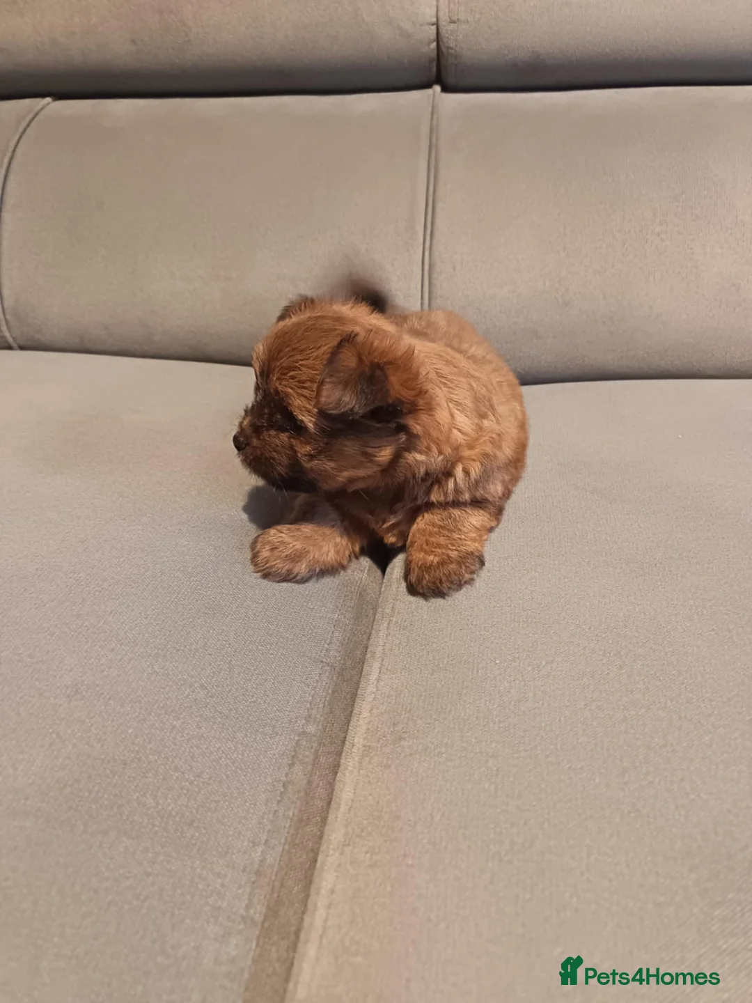 Mixed Breed dogs for sale: 3 Mixed breed puppies  - Advert 11