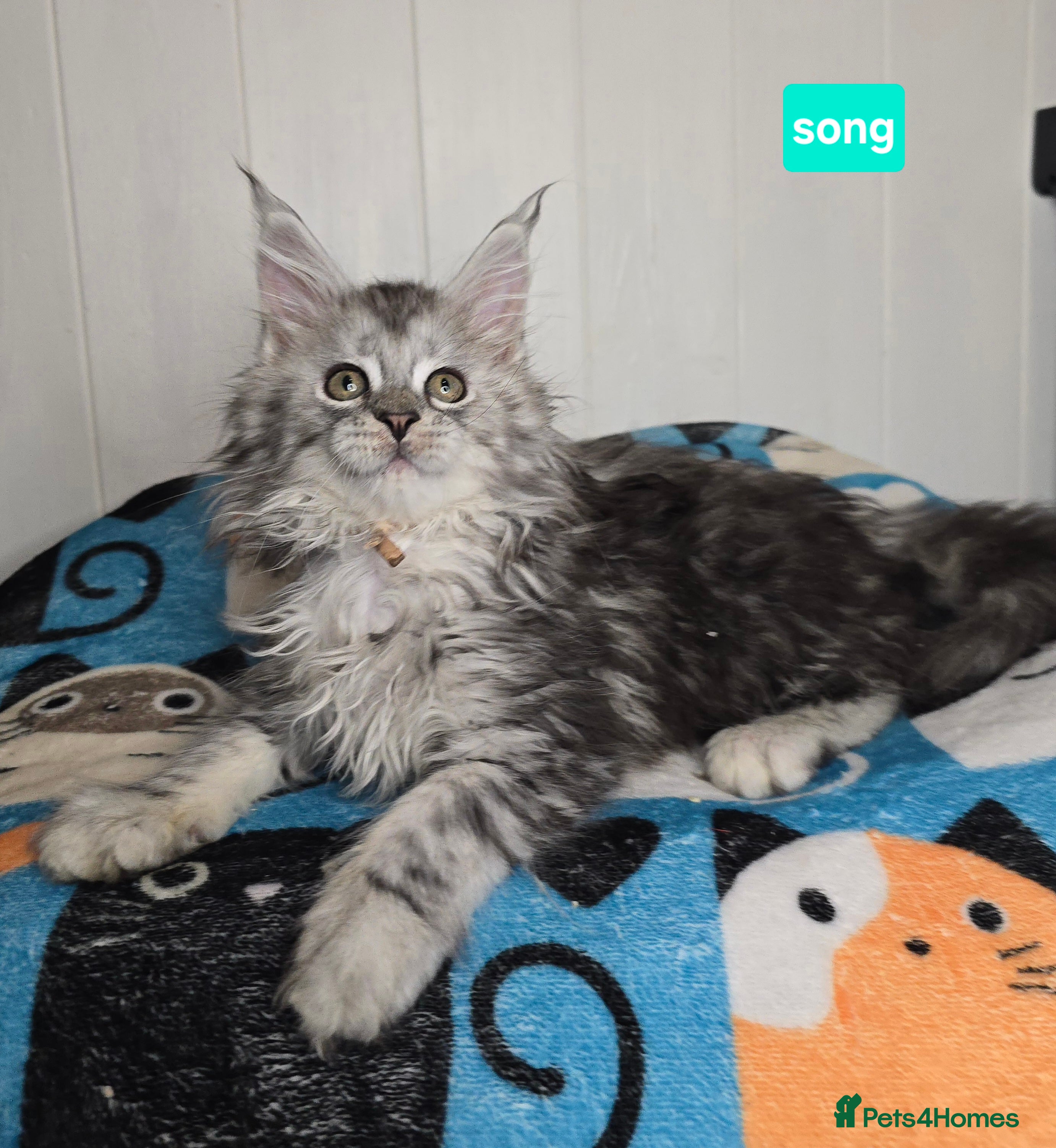 Maine Coon cats Stunning Silver Tica Pedigree Maine Coon Kittens - Advert 15