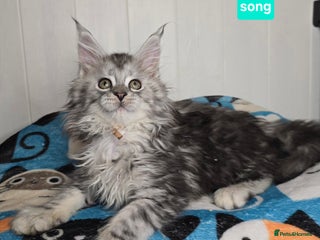 Maine Coon cats Stunning Silver Tica Pedigree Maine Coon Kittens - Advert 15