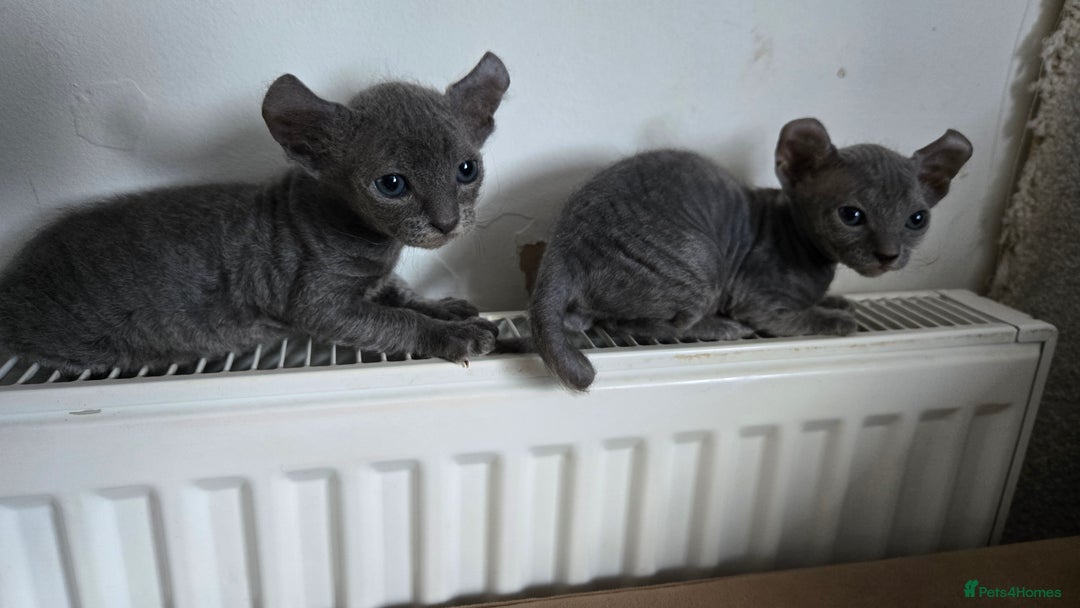 Sphynx cats for sale: Elf Sphynx Kittens  - Image 26