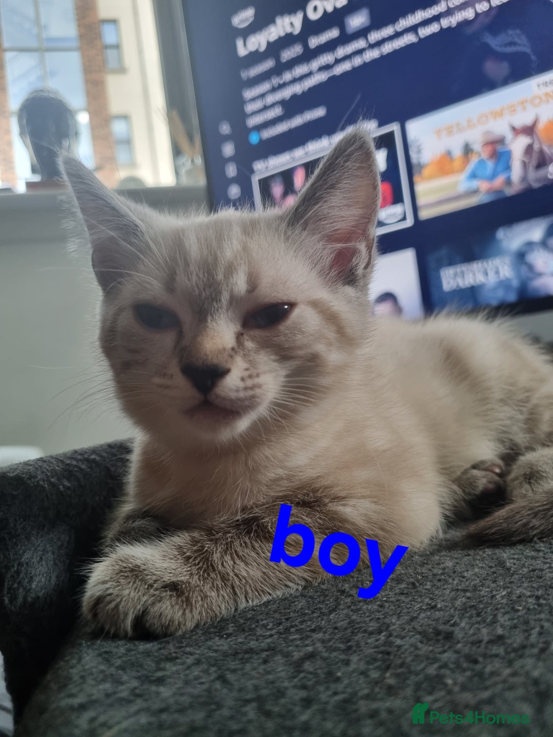 Ragdoll cats for sale: Ragdoll X Bengal - Image 16