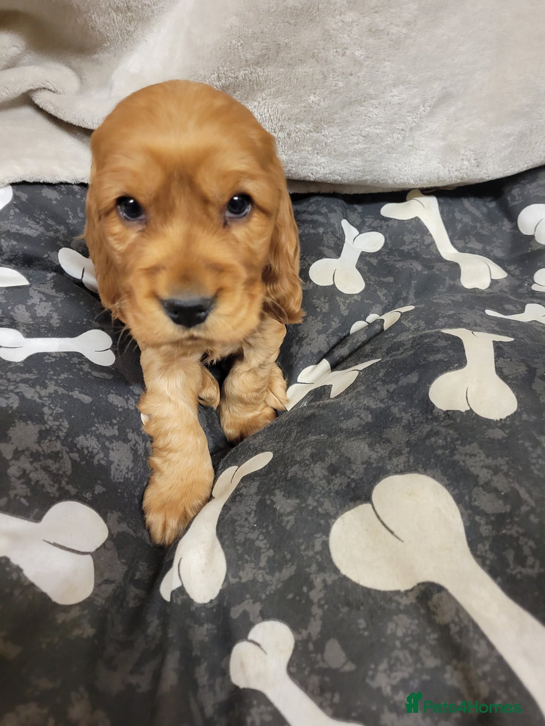 Cocker Spaniel dogs for sale: Cocker spaniel  - Advert 2