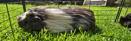 Guinea Pig rodents for sale: Mixed Guinea pigs adult sows and young boars - Advert 3