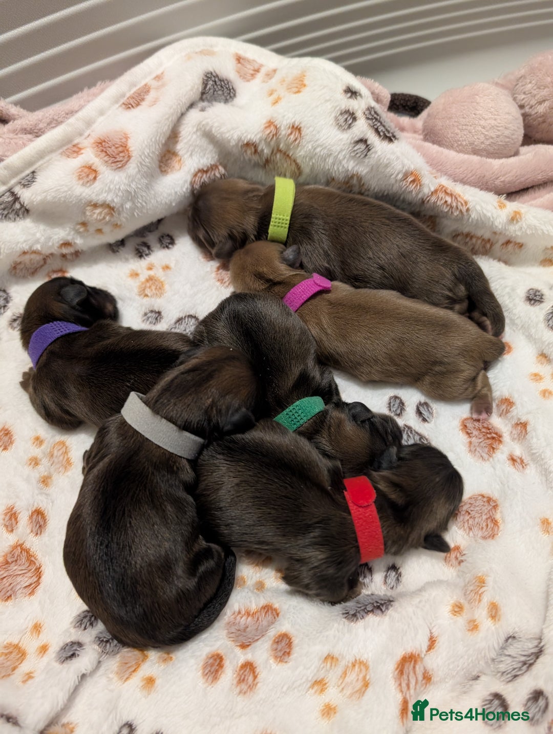 Shih Tzu dogs for sale: Adorable shih Tzu puppies  - Image 8