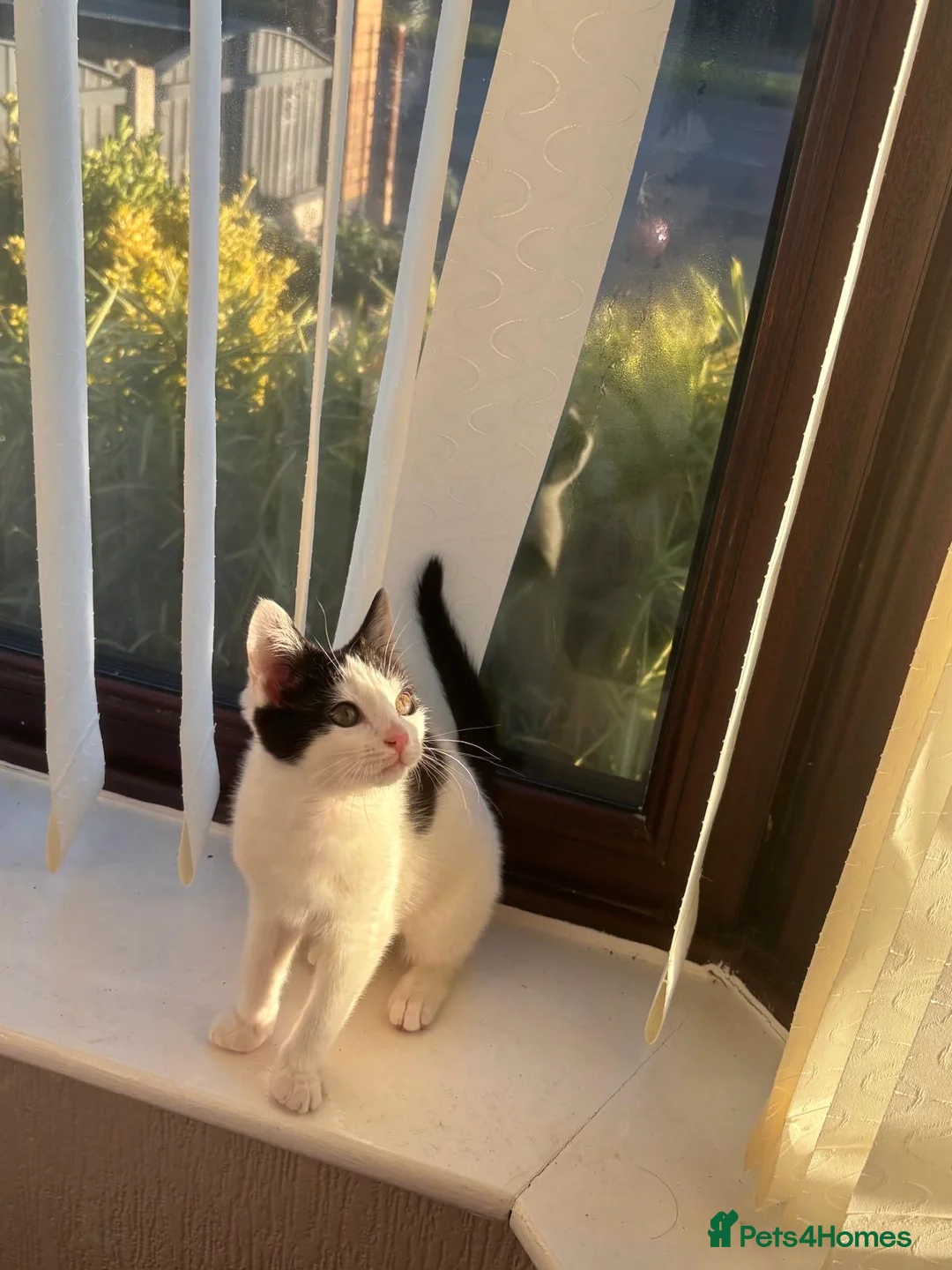 American Shorthair cats for sale: Black and white shorthair kitten  - Advert 3