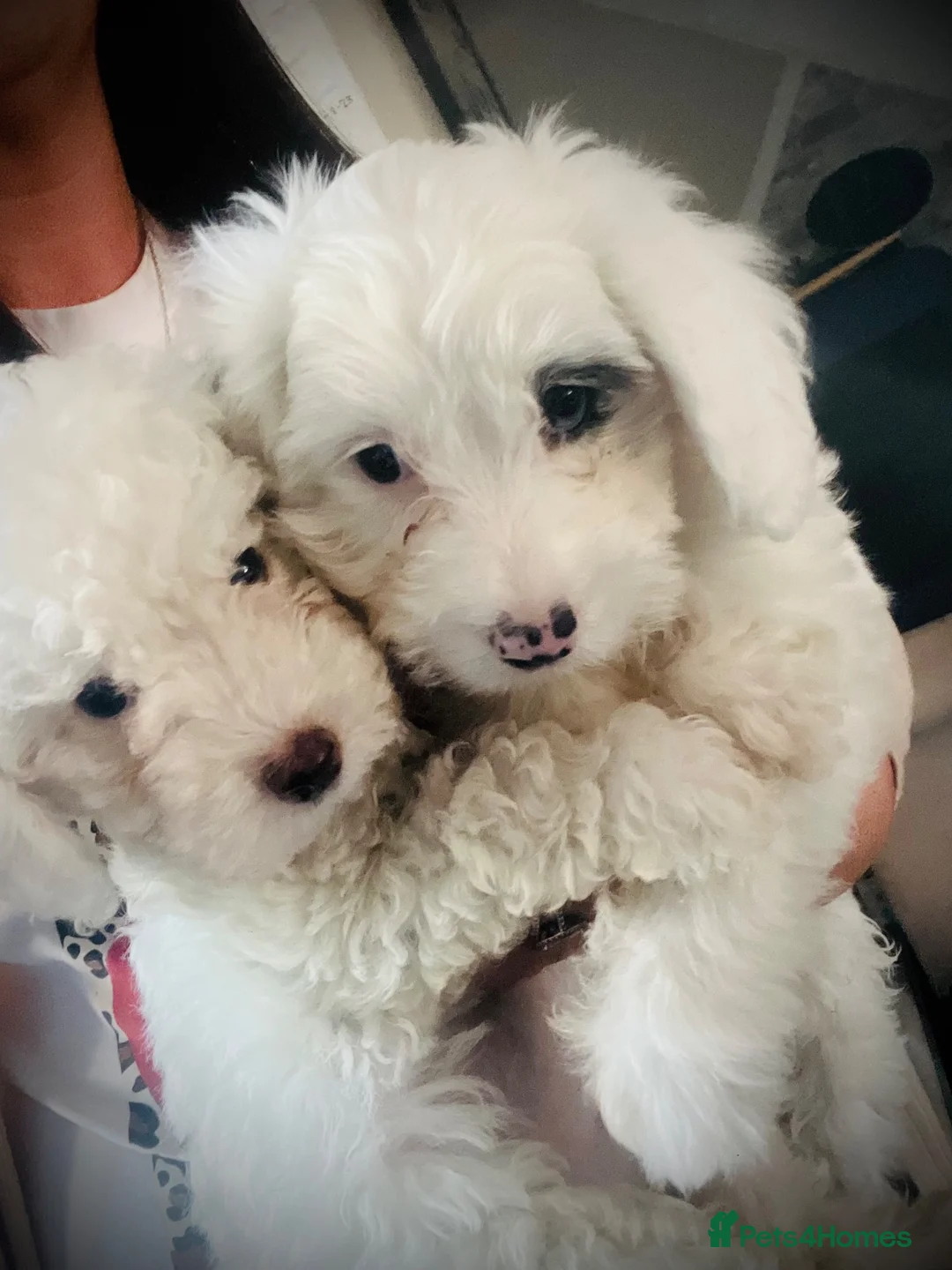 Cockapoo dogs for sale: Stunning cockapoo puppys  - Advert 2