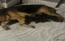 German Shepherd dogs for sale: Last girl German shepherd puppy - Image 2