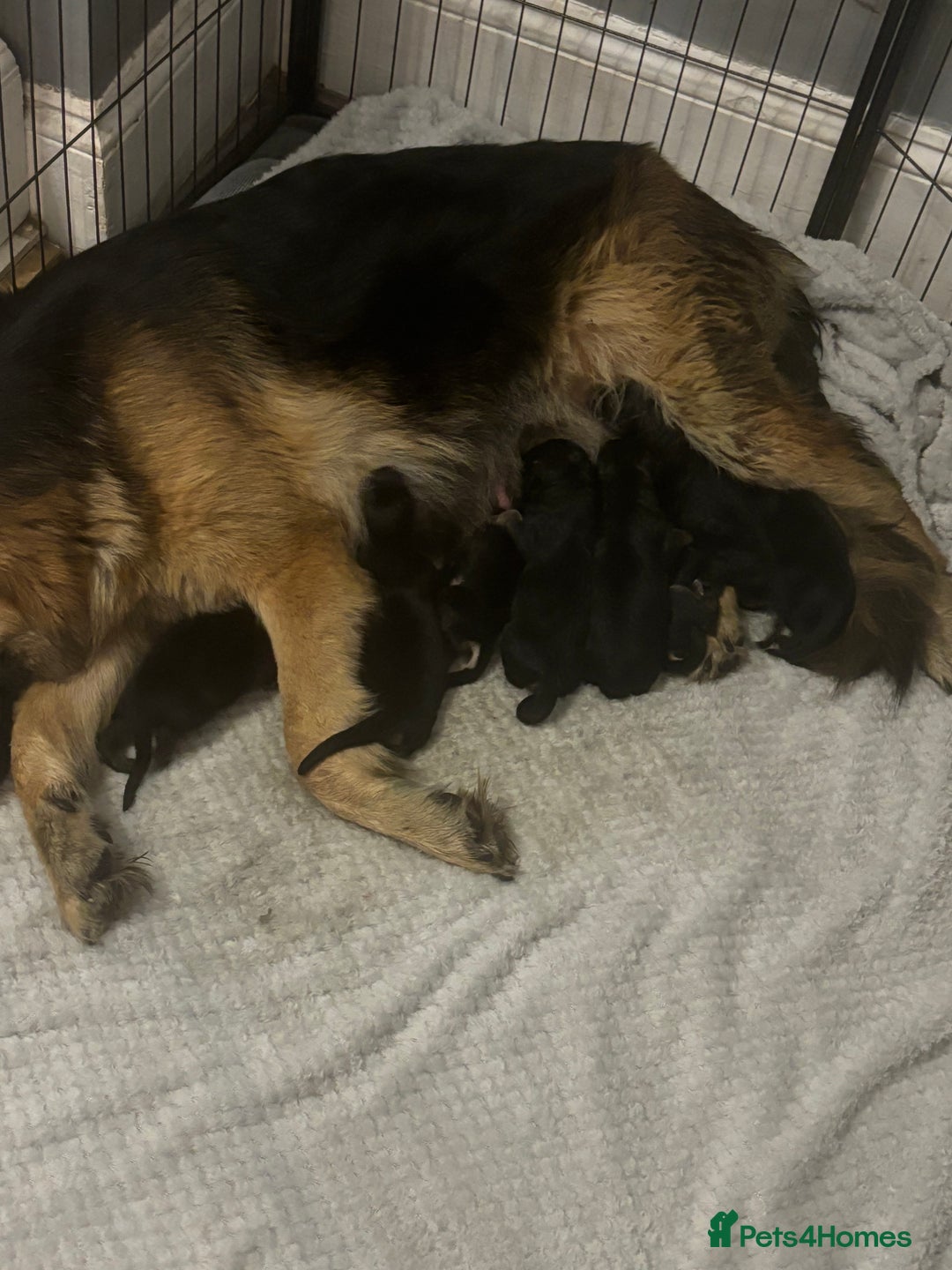 German Shepherd dogs for sale: Last girl German shepherd puppy - Image 2