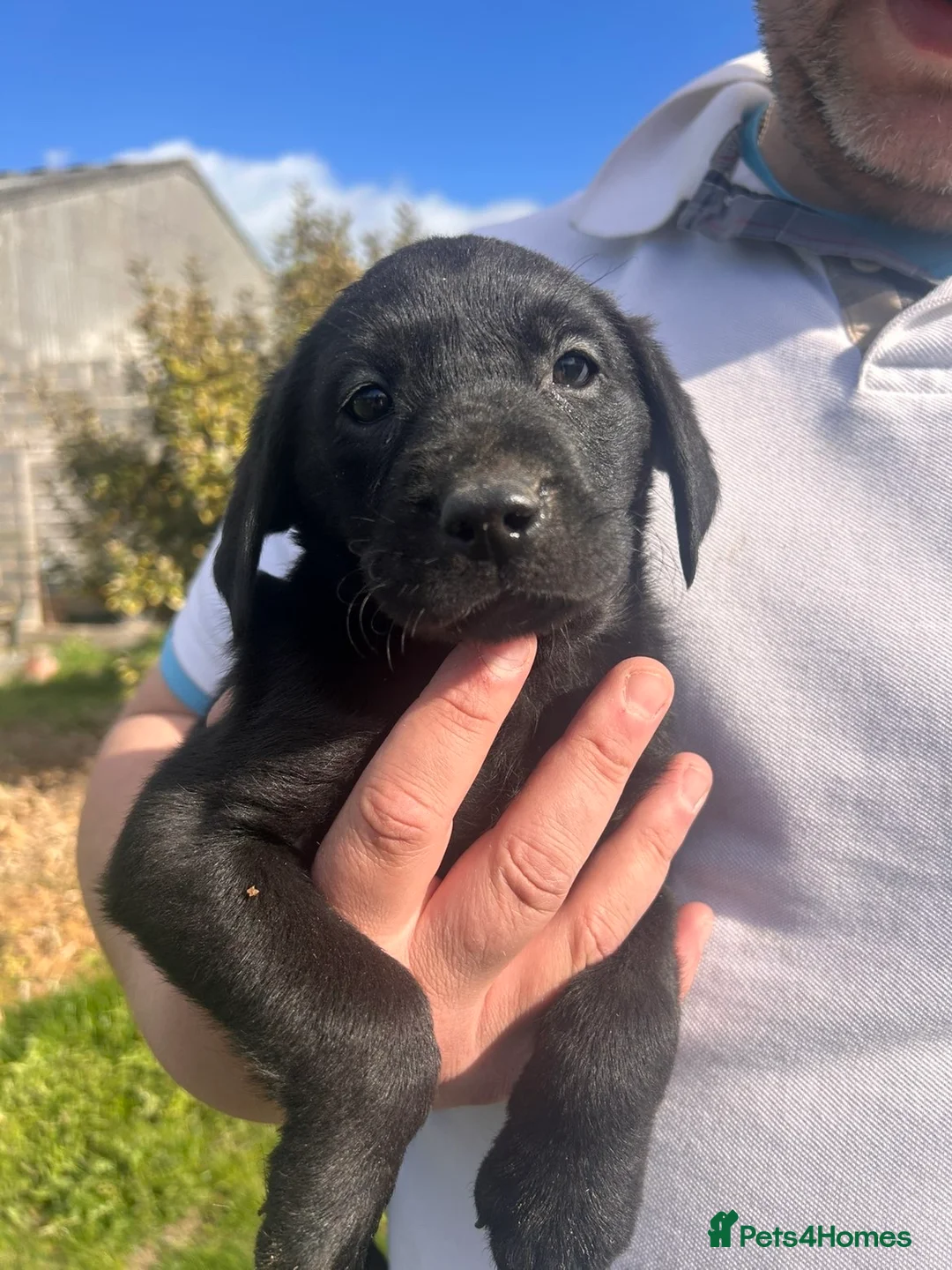 Labrador Retriever dogs for sale: Labrador puppies in Stockton-on-Tees - Advert 2