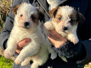 Jack Russell dogs KC registered rough coated Jack Russell pups - Advert 18