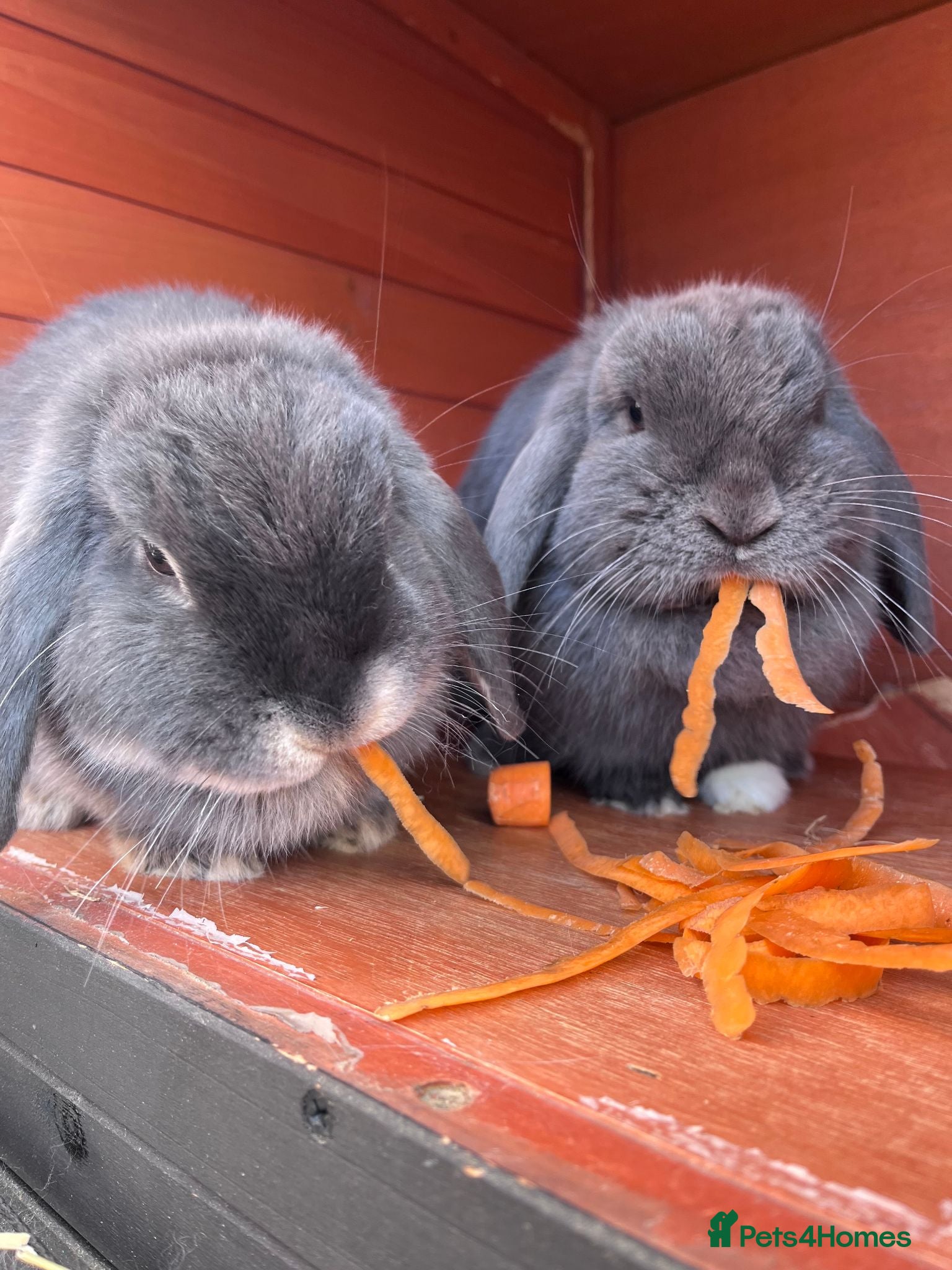 Mini Lop rabbits Beautiful Bonded Mini Lop Sisters – 1 Year Old - Advert 1