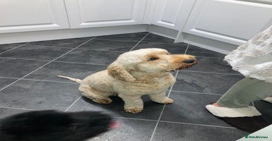 Cockapoo dogs - Advert 1