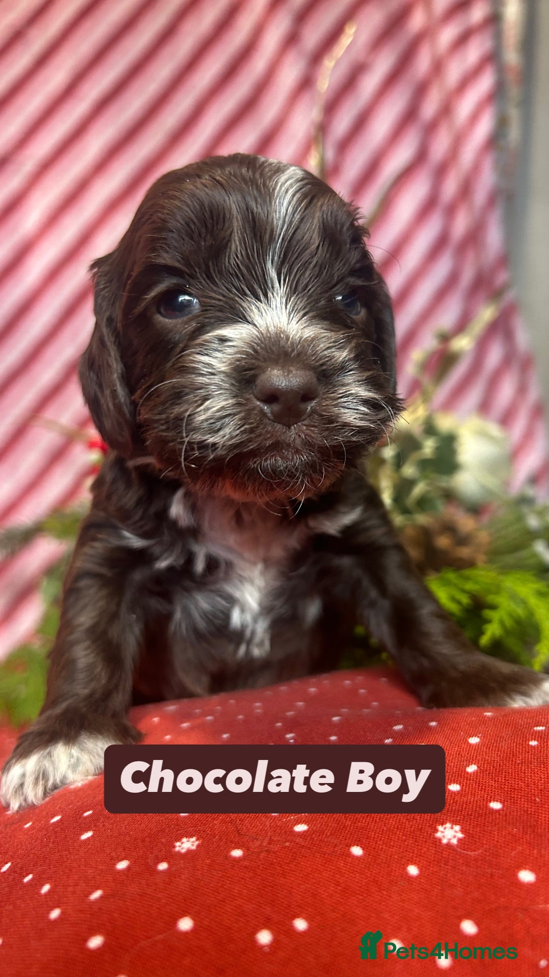Cockapoo dogs for sale: Cute F1 cockapoo puppies  - Advert 28