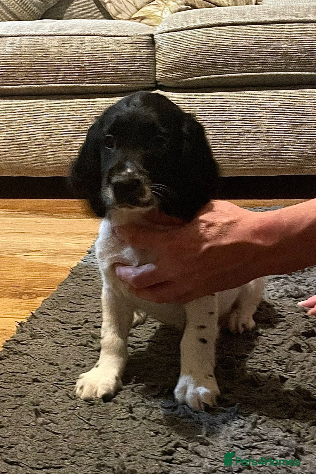 English Springer Spaniel dogs for sale:  Bw Springer spaniel puppies  - Advert 15