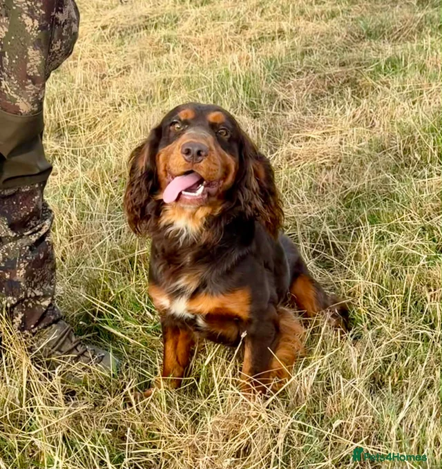 Co Spaniel Beautiful working cocker spaniel puppies one left! for sale in Thirsk ...