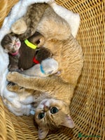 British Shorthair cats Chunky British shorthair - Advert 1