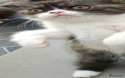 Persian cats for sale: Pure short hair Persian girl  - Image 7