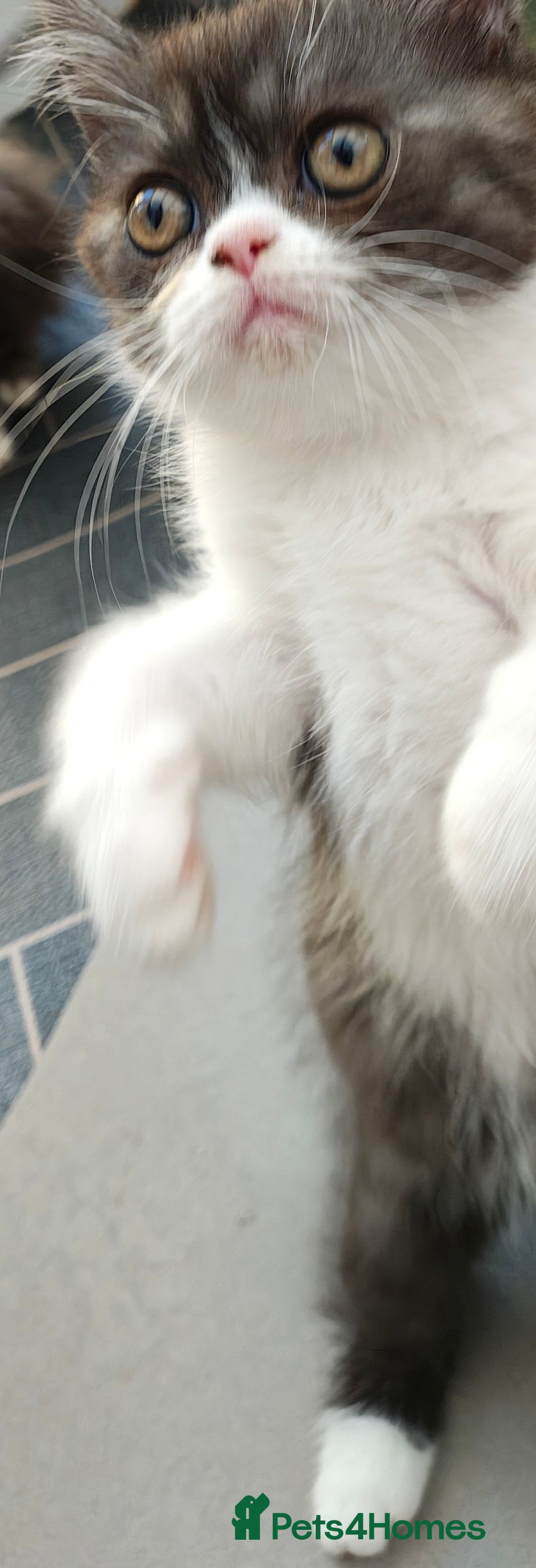 Persian cats for sale: Pure short hair Persian girl  - Image 7