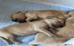 Golden Retriever dogs for sale: Golden Retriever Puppies – Family Raised - Image 22