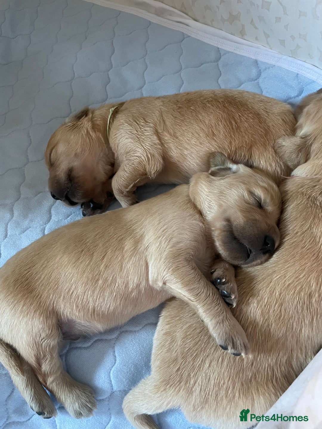 Golden Retriever dogs for sale: Golden Retriever Puppies – Family Raised - Image 22