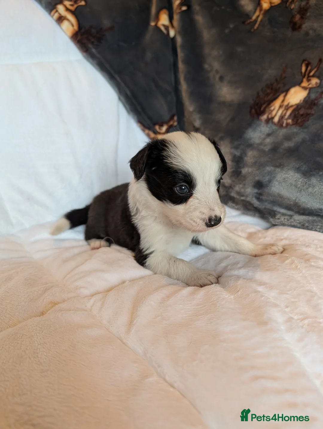Border Collie dogs for sale: Traditional border collie puppies - Advert 6