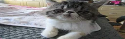 Exotic cats for sale: Super sweet Exotic female kitten READY NOW - Advert 21