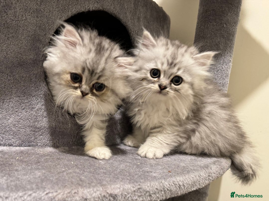 Persian cats for sale: Persian Kittens - 2 Males & 2 Females  - Image 10