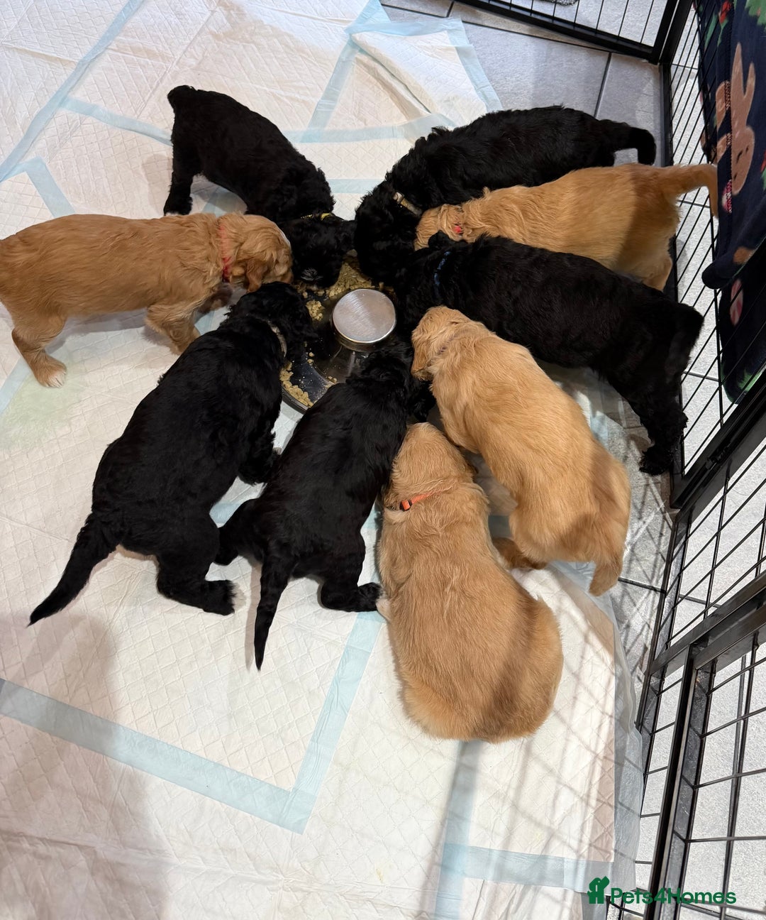 Mixed Breed dogs for sale: Stunning litter of Golden Bernadoodles - Advert 7