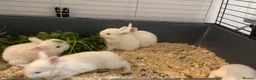 Mixed Breed rabbits for sale: Gorgeous white baby bunnies in London - Advert 9
