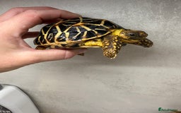 Tortoise reptiles for sale: Beautiful baby Indian star tortoises for sale  - Advert 7