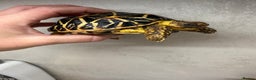 Tortoise reptiles for sale: Beautiful baby Indian star tortoises for sale  - Advert 7