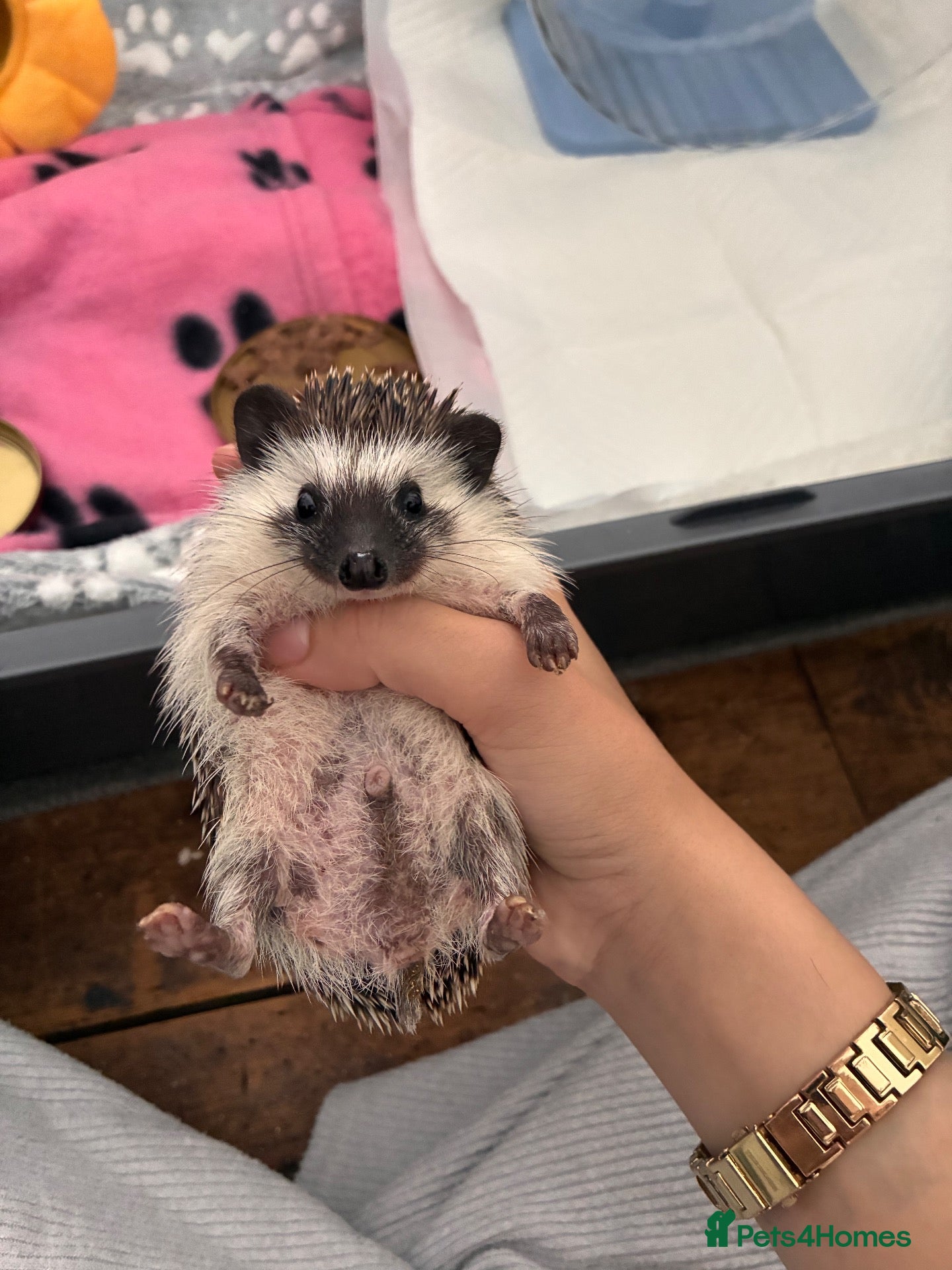 Pygmy Hedgehog rodents Hedgehog for sale  - Advert 1