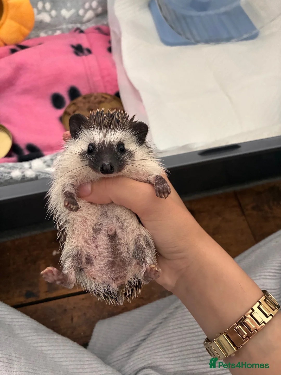 Pygmy Hedgehog rodents for sale: Hedgehog for sale  in London - Advert 1