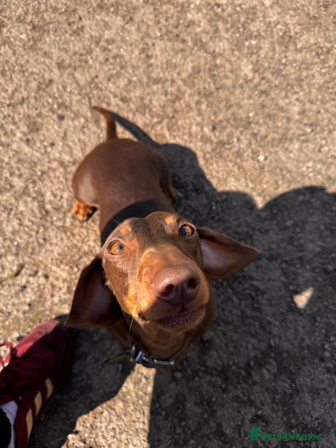 Miniature Dachshund dogs for sale: Miniature dachshunds puppies ready for their new - Advert 1