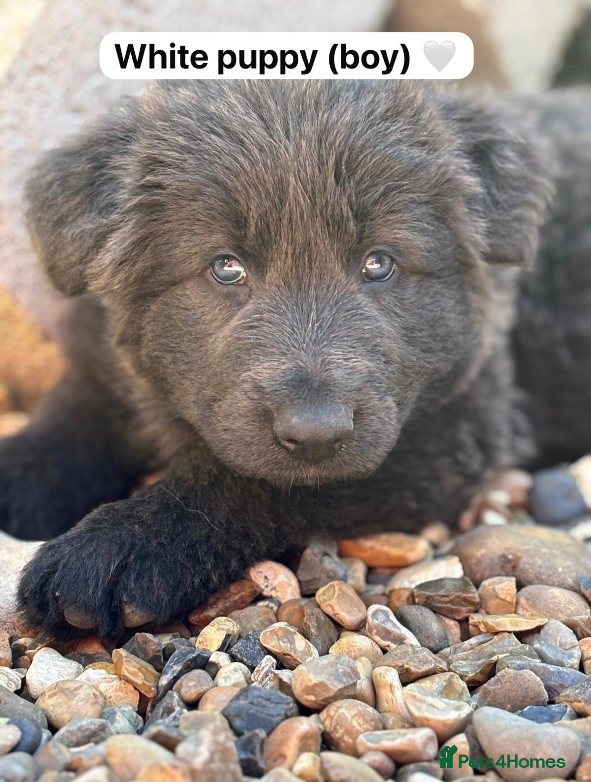 German Shepherd dogs 💙Big Blue Fluffy GSD Pups💙KC Reg*Available* - Advert 2