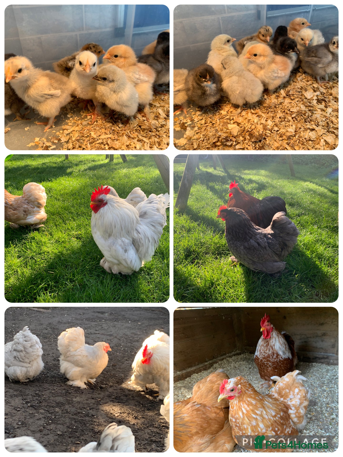 Chickens poultry Pekin bantams chicks - Advert 1