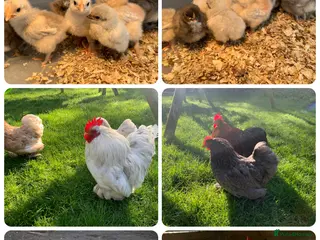 Chickens poultry for sale: Pekin bantams chicks - Advert 1