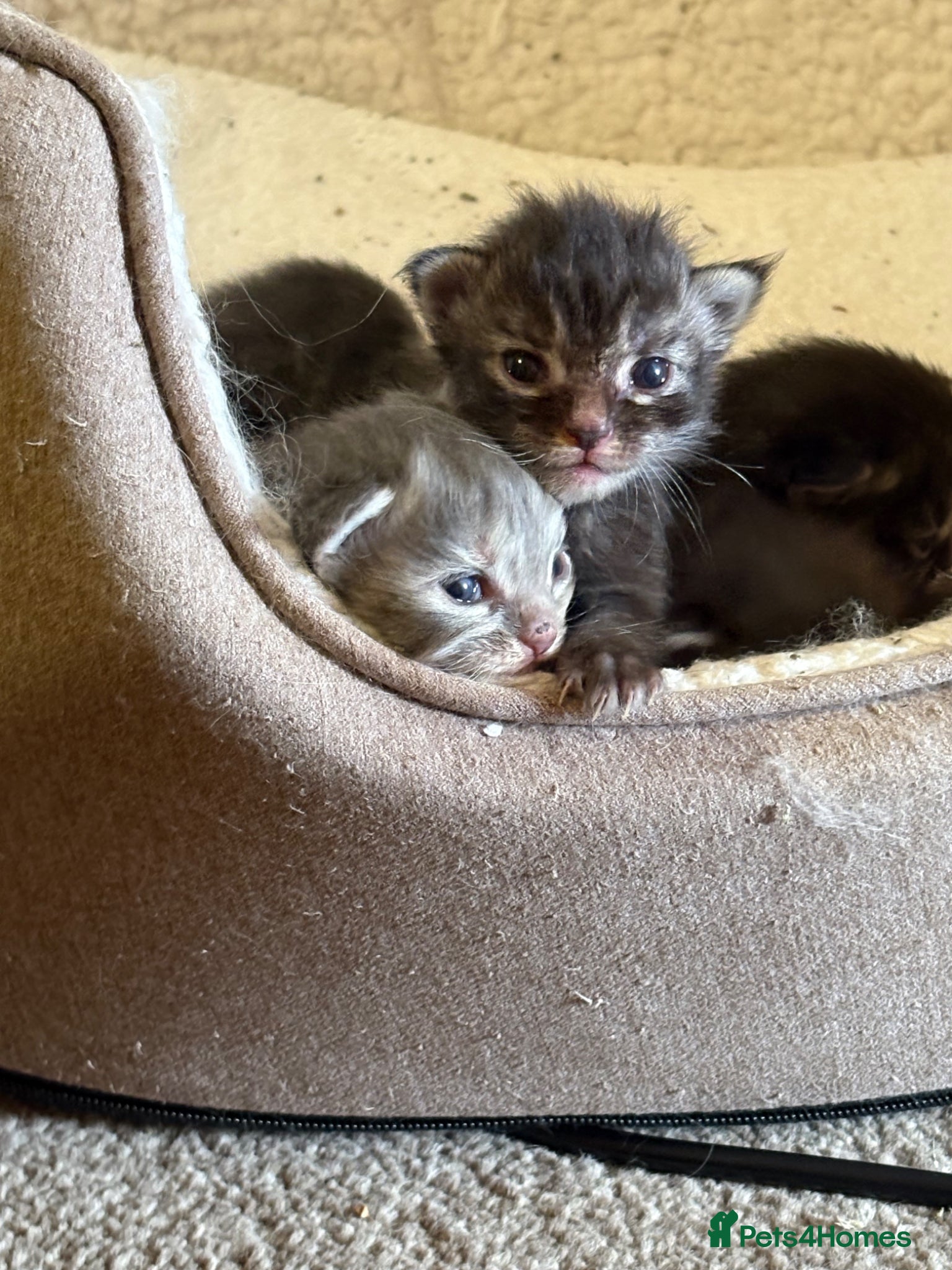 Ragcoon Kitten 2