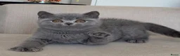 British Shorthair cats for sale: Beautiful boy - Advert 2
