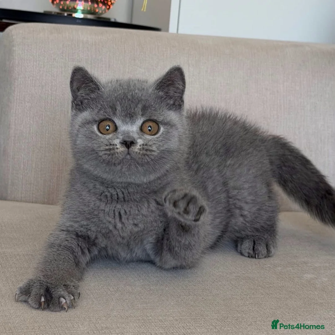 British Shorthair cats for sale: Beautiful boy - Advert 2