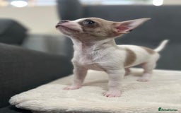 Chihuahua dogs for sale: 5Stunning tiny Smooth coat 🍏head chihuahua puppys - Image 13
